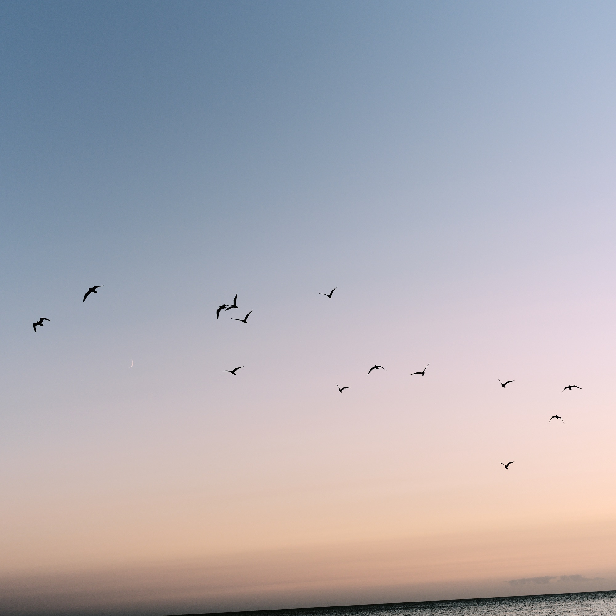 Shorebirds
